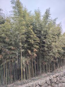 持斋与修行