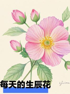 生辰花及花语