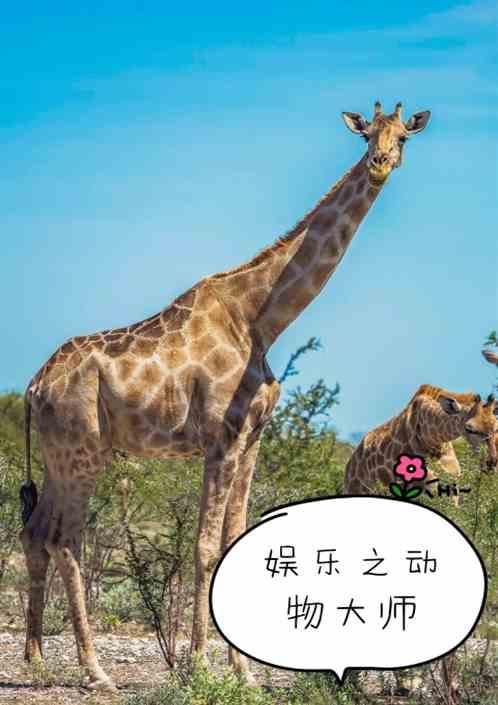 娱乐之宠物大师免费